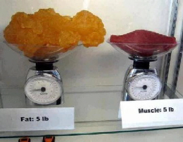 Fat to Muscle